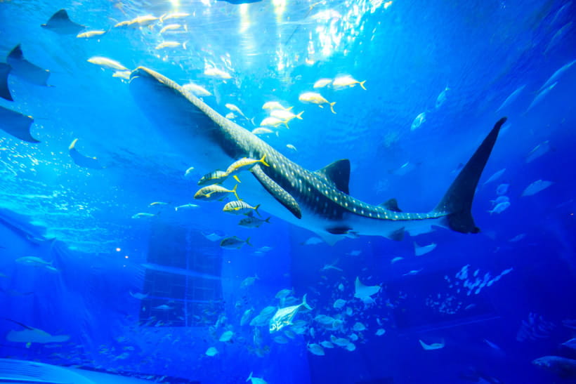 美ら海水族館のジンベイザメ